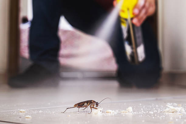 Wasp Removal Services in Rainier, WA